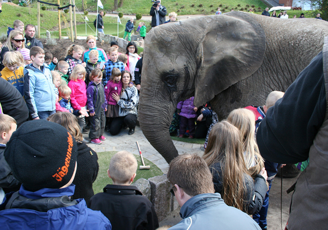 En livs levande elefant på äventyrsgolfen i Madsby